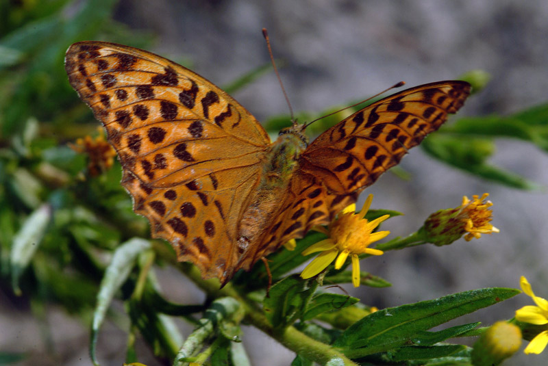 Argynnis paphia